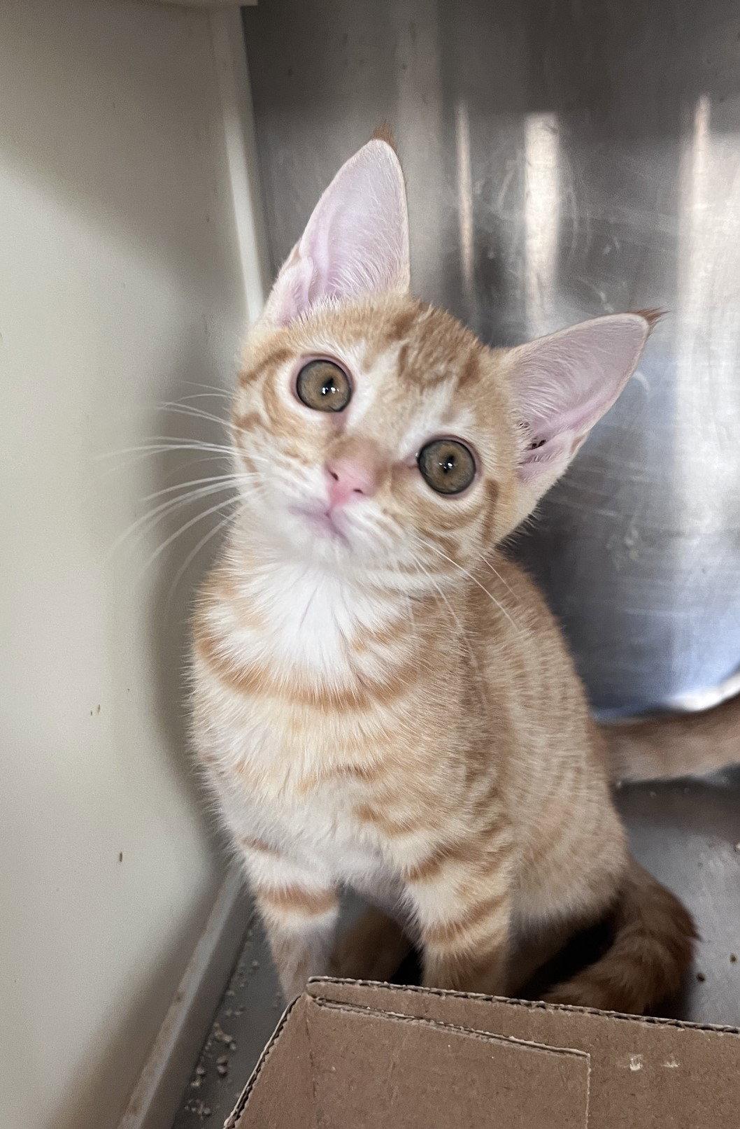 Enlarge Susan, a Adoptable Tabby in Carrollton, GA image 3/3