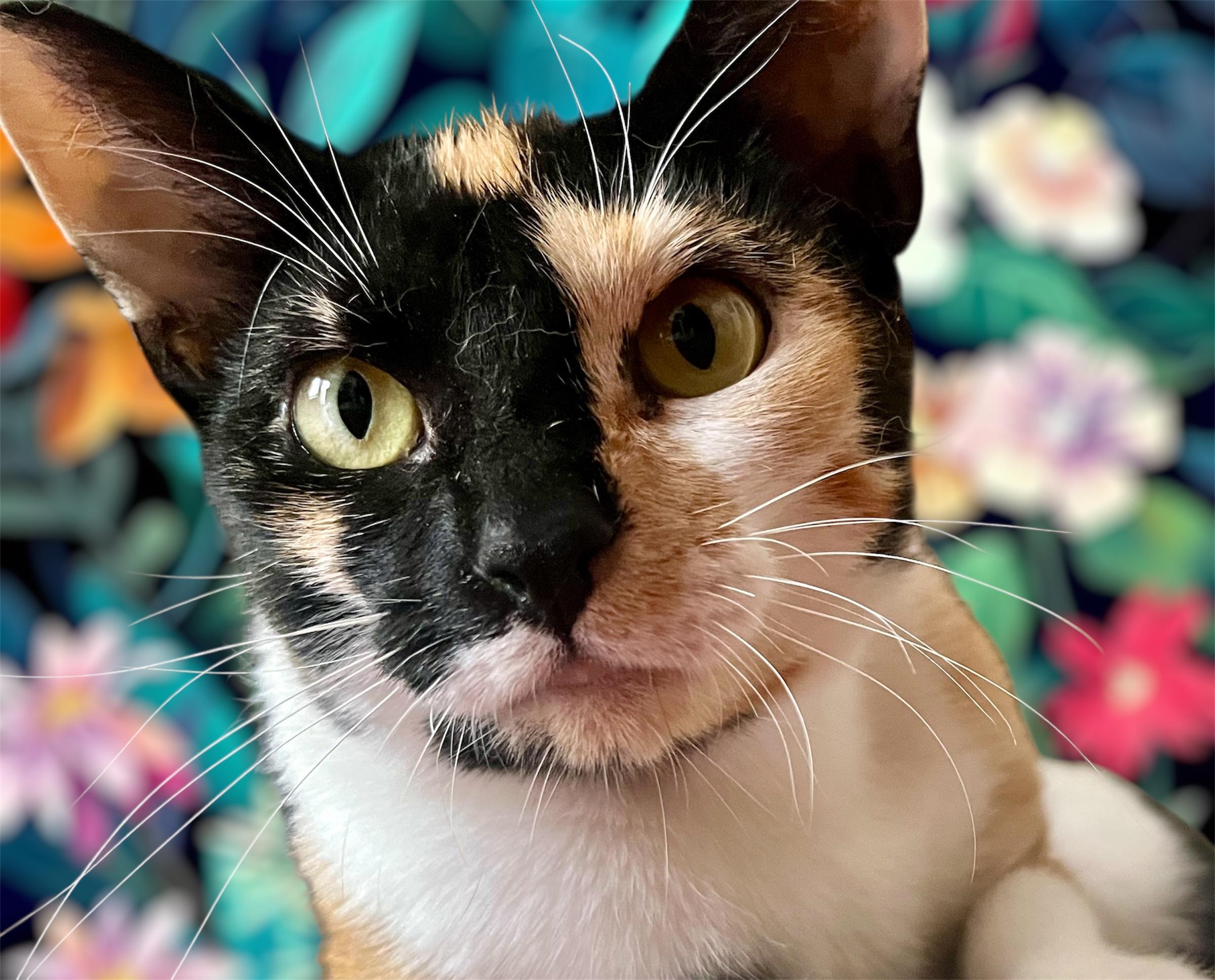 Meet Mia!