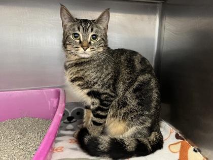 Enlarge Tiny, a Adoptable mixed breed in Woodbury, MN image 1/2