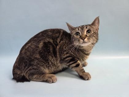 Enlarge Tiny, a Adoptable mixed breed in Woodbury, MN image 2/2