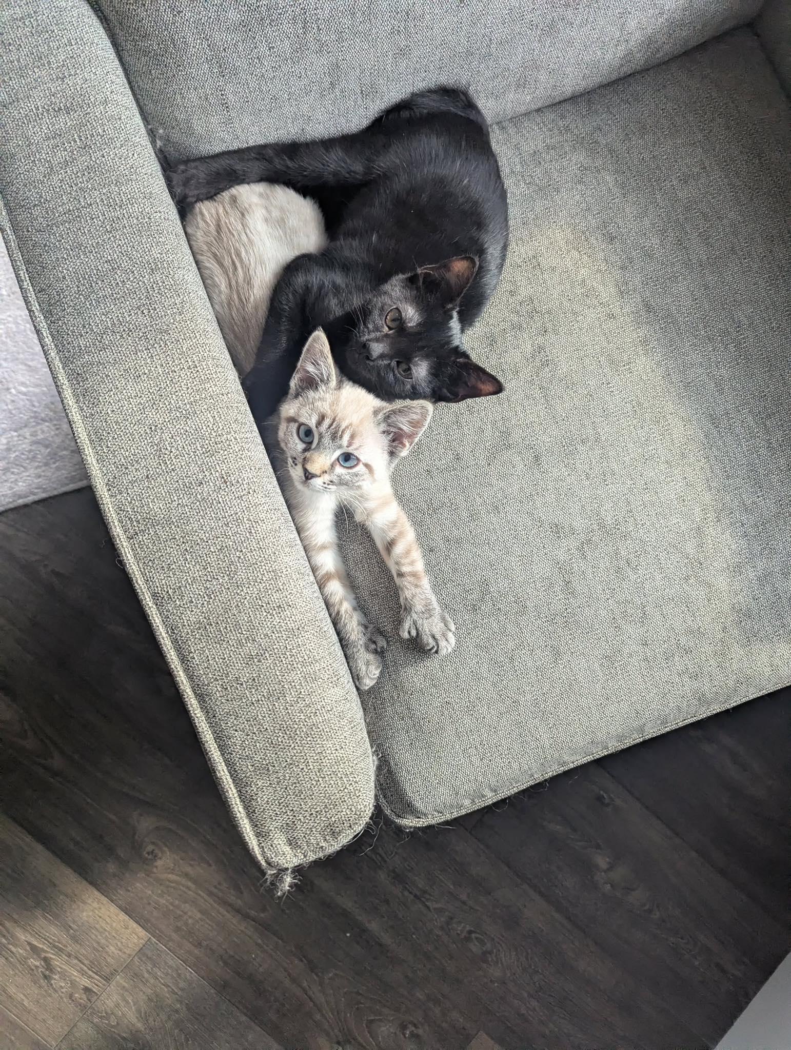 Natalia & Toevah, a Adopted Domestic Short Hair in Manchester, MD image 1/3