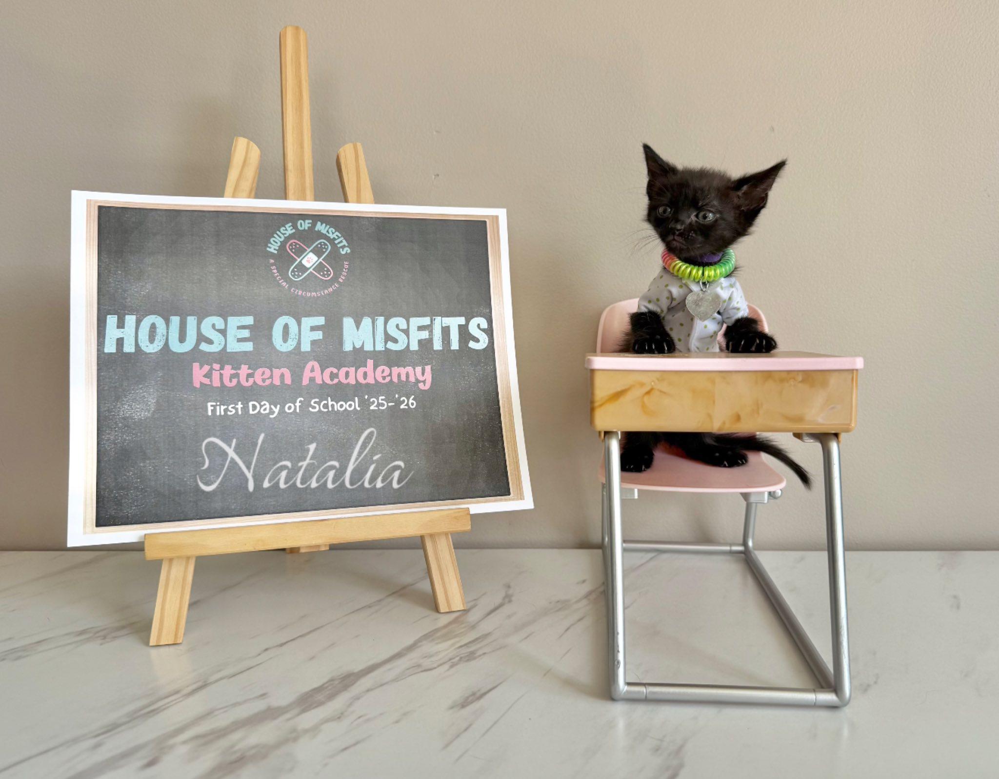 Natalia & Toevah, a Adopted Domestic Short Hair in Manchester, MD image 2/3