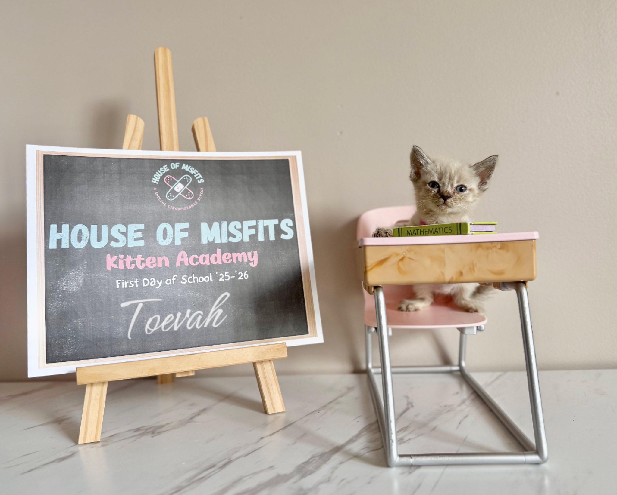 Natalia & Toevah, a Adopted Domestic Short Hair in Manchester, MD image 3/3