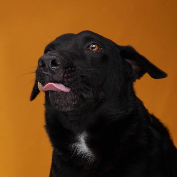 Blacky, Adoptable, Adult Male Labrador Retriever & Mixed Breed.