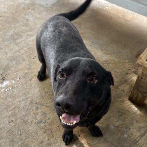 Blacky, a Adoptable mixed breed in Sullivan City, TX image 2/2