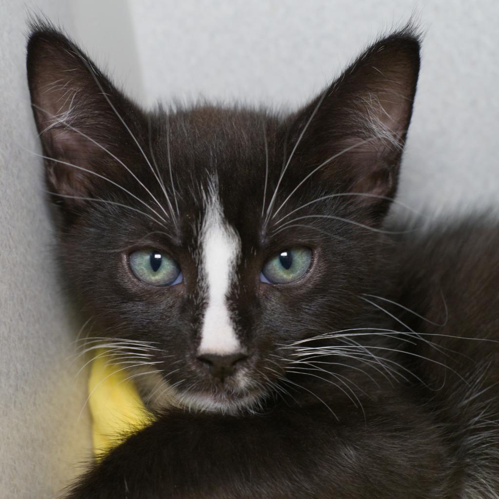 Nyon, Adoptable, Kitten Male Domestic Short Hair.