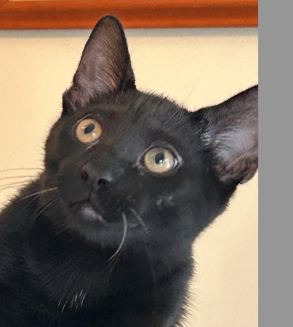 Jetson, Adoptable, Kitten Male Domestic Short Hair.