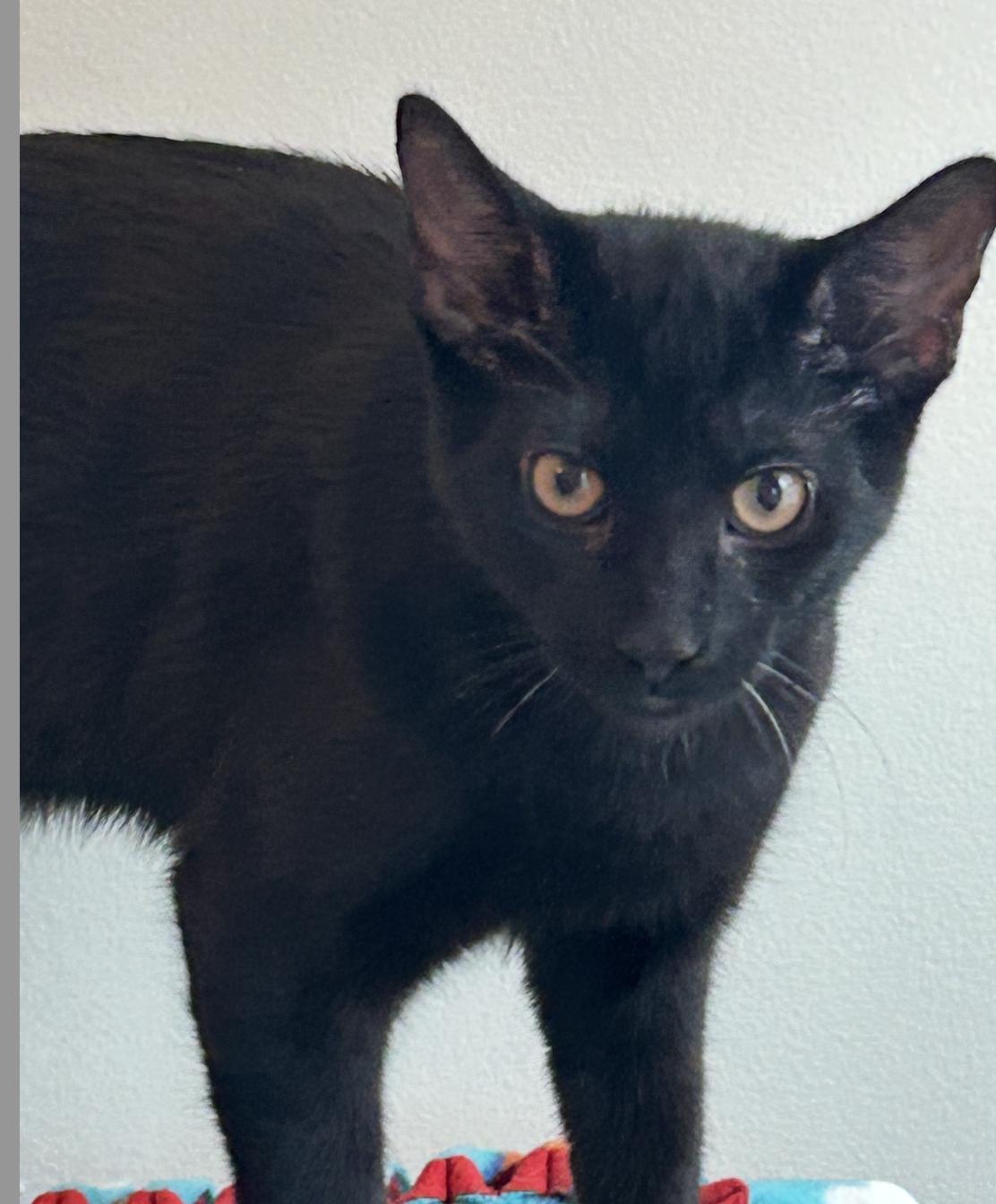 Jetson, a Adoptable Domestic Short Hair in Chicago, IL image 2/4