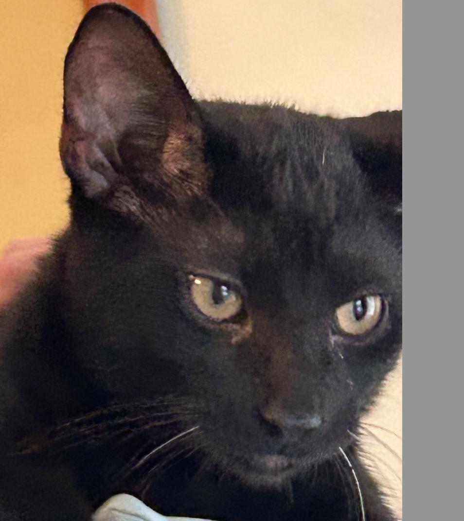 Jetson, a Adoptable Domestic Short Hair in Chicago, IL image 3/4