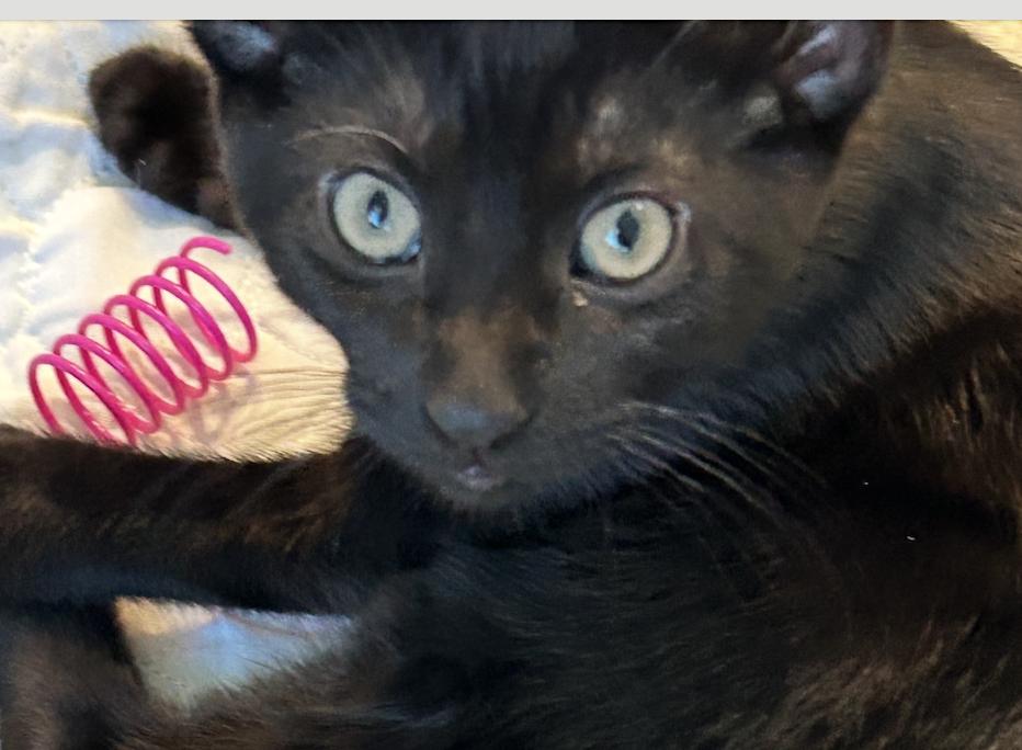 Jetson, a Adoptable Domestic Short Hair in Chicago, IL image 4/4