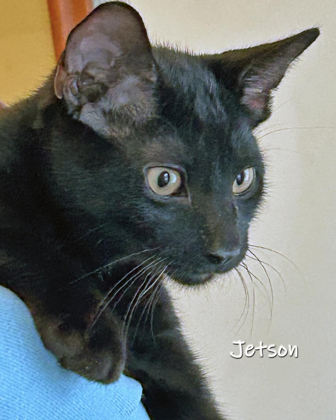 Jetson, Adoptable, Kitten Male Domestic Short Hair.