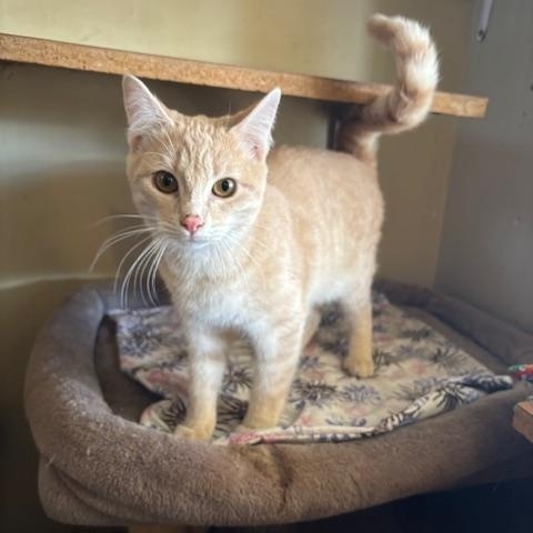 Enlarge Champ, a ADOPTABLE Domestic Short Hair in Deming, NM image 1/2