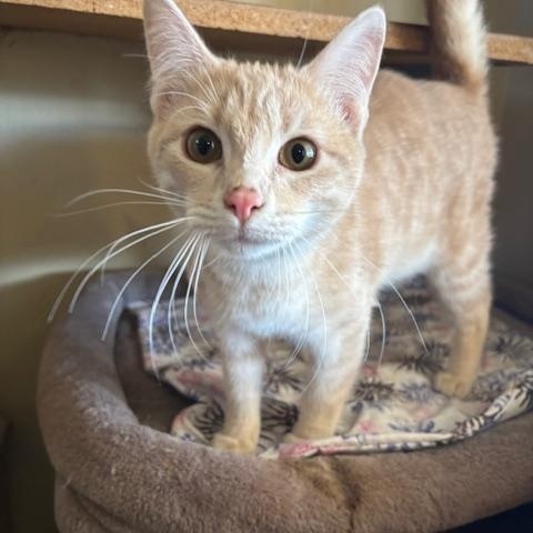 Enlarge Champ, a ADOPTABLE Domestic Short Hair in Deming, NM image 2/2