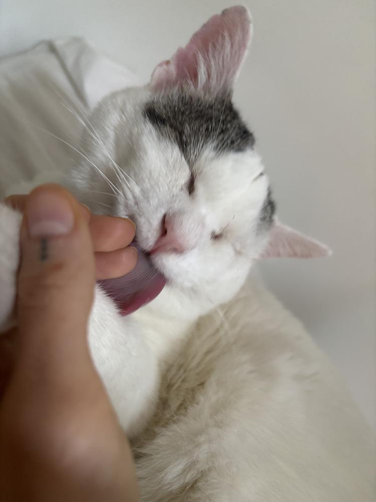 Bun aka Trigger, a Adoptable Domestic Short Hair in Louisa, VA image 1/6