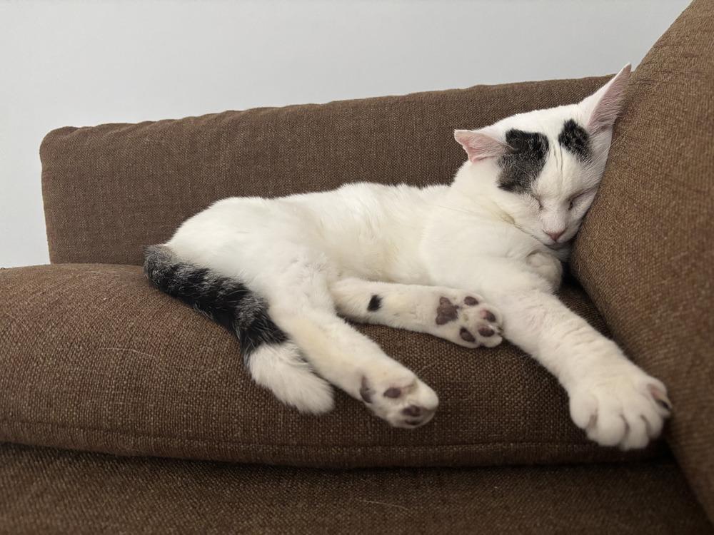 Bun aka Trigger, a Adoptable Domestic Short Hair in Louisa, VA image 2/6