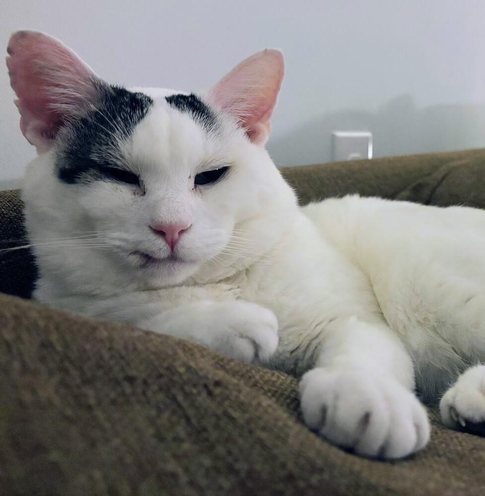 Bun aka Trigger, a Adoptable Domestic Short Hair in Louisa, VA image 6/6