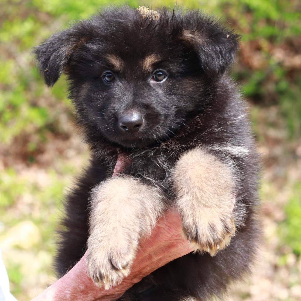 Enlarge CT Badlands avail May 16, a Adoptable mixed breed in Stormville, NY image 1/2