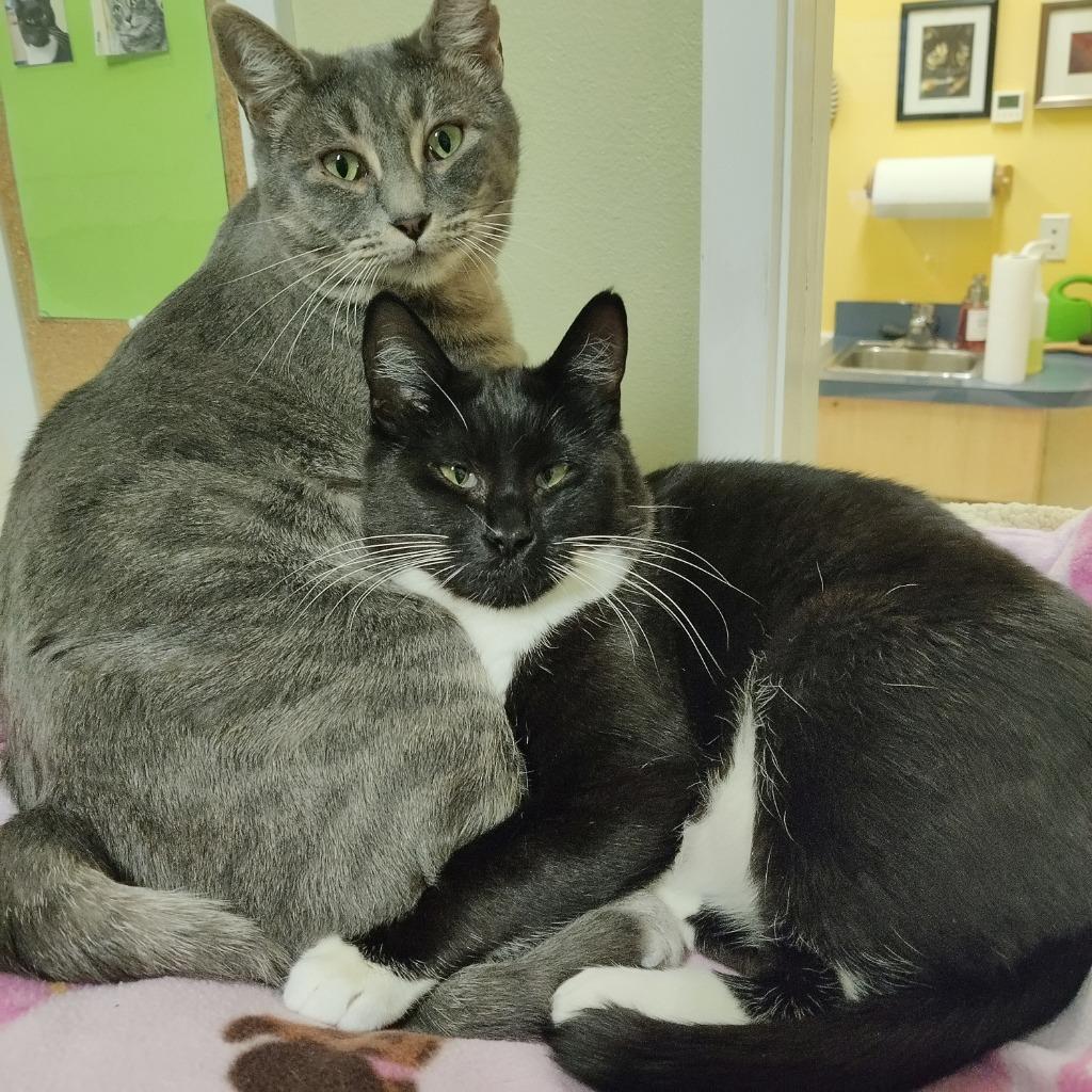 Enlarge Frannie, a Adoptable mixed breed in Eastsound, WA image 2/3