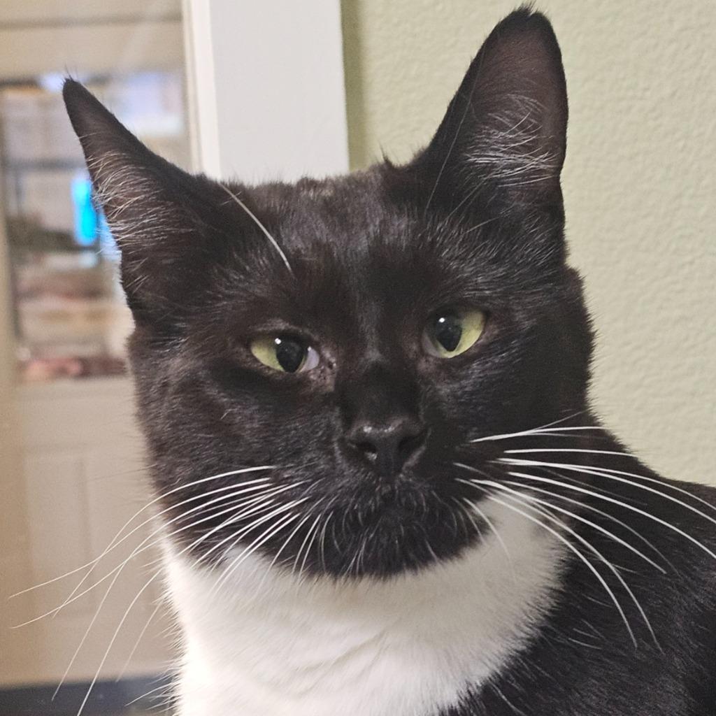 Enlarge Frannie, a Adoptable mixed breed in Eastsound, WA image 3/3