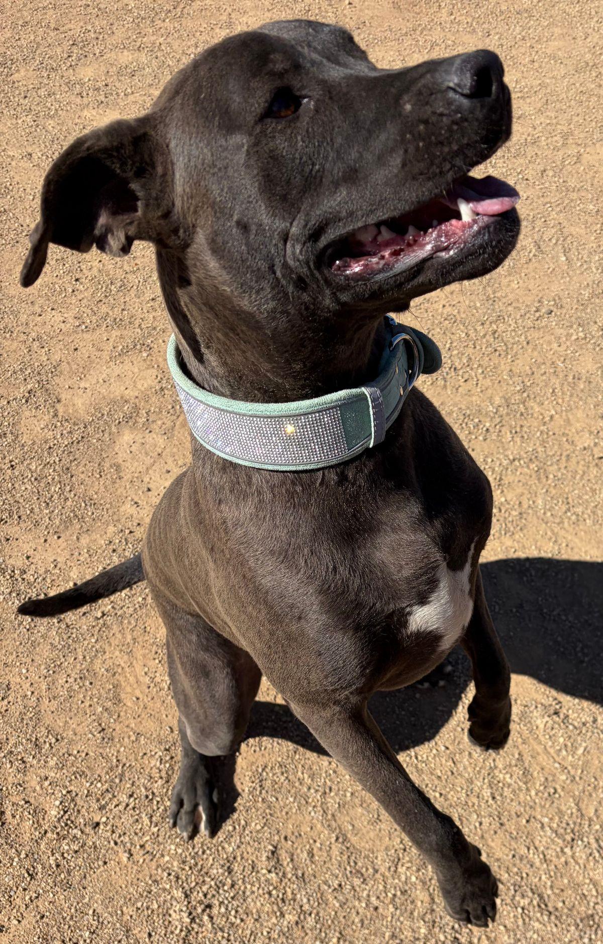 Dublin, Adoptable, Adult Male Labrador Retriever & American Staffordshire Terrier.