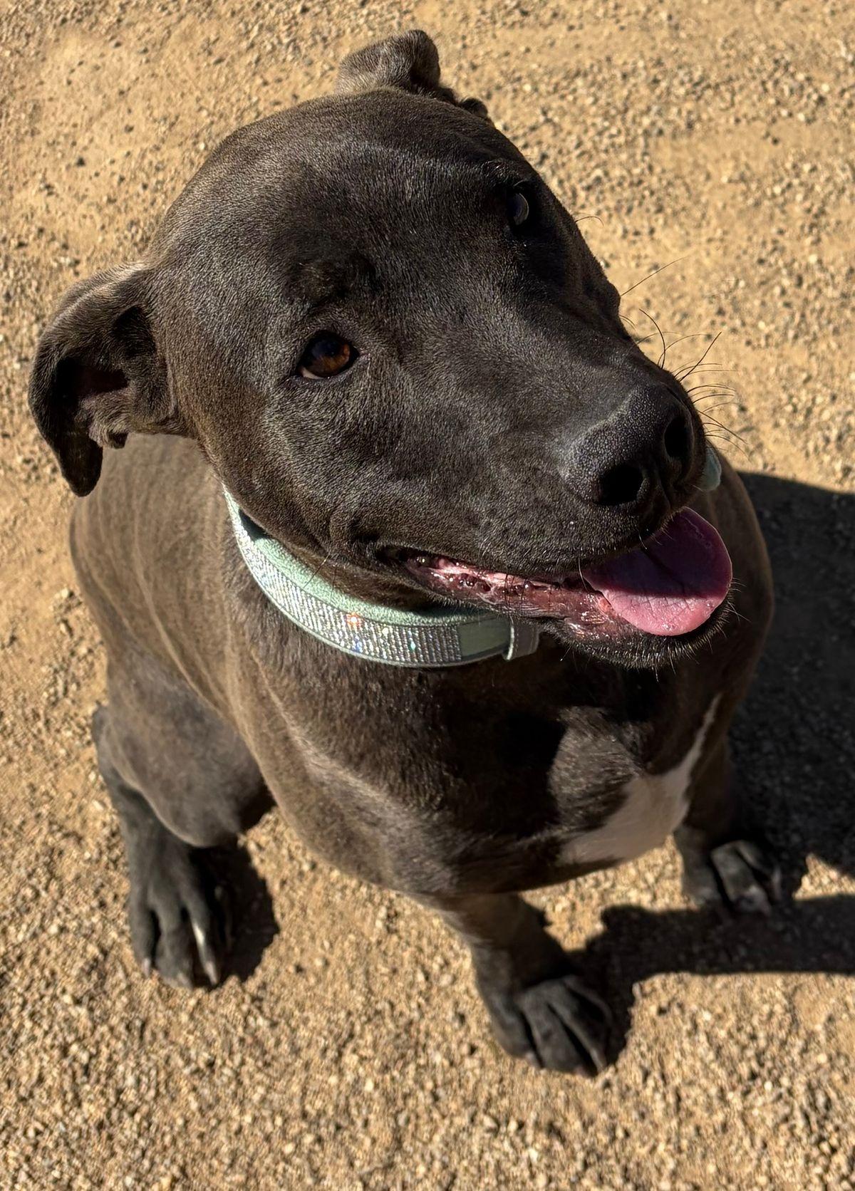 Dublin, a Adoptable mixed breed in Kingman, AZ image 2/3