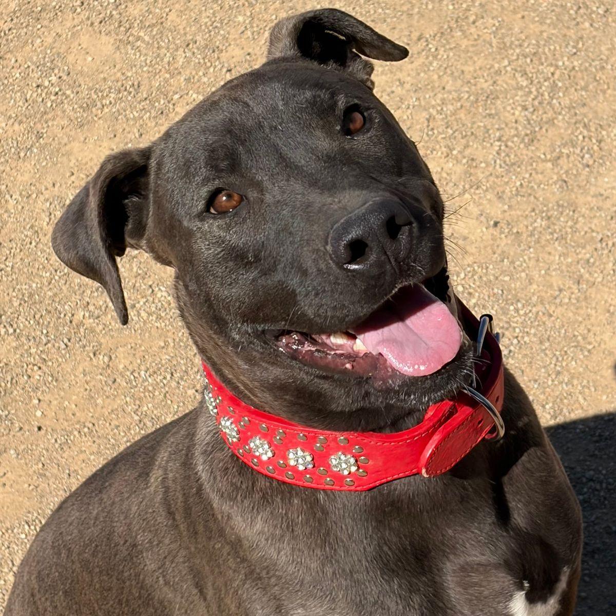 Dublin, a Adoptable mixed breed in Kingman, AZ image 3/3