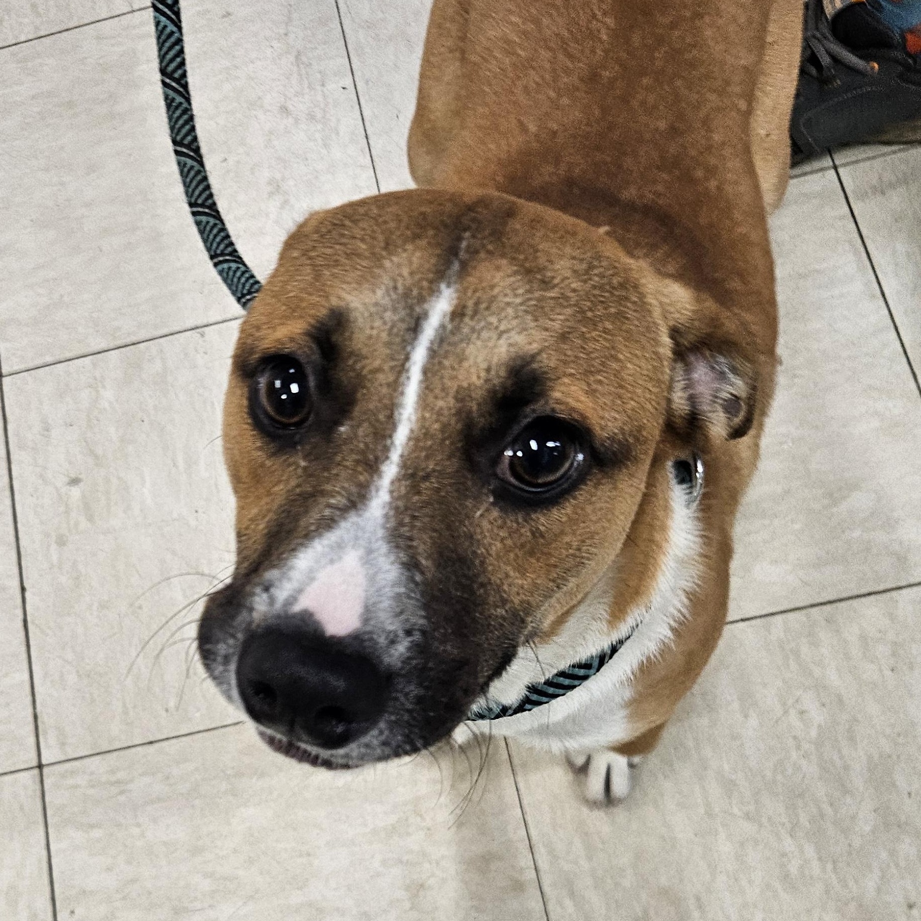 Enlarge Hiccup, a Adopted mixed breed in The Dalles, OR image 2/4