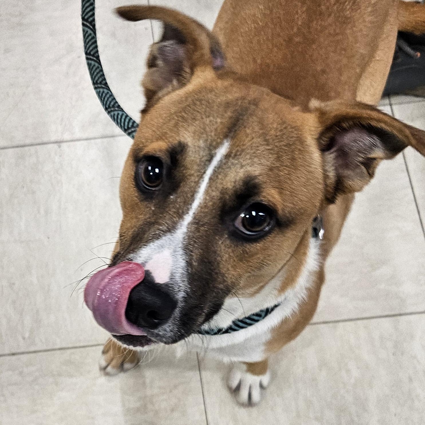 Enlarge Hiccup, a Adopted mixed breed in The Dalles, OR image 4/4
