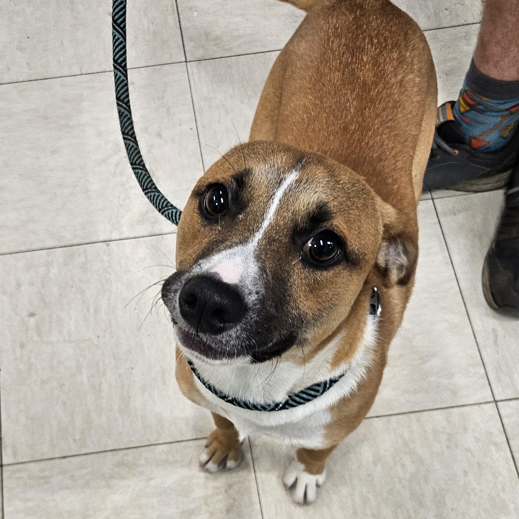 Enlarge Hiccup, a Adopted mixed breed in The Dalles, OR image 3/4