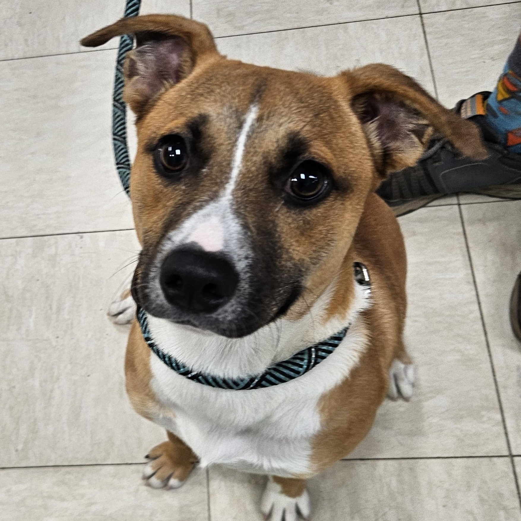 Enlarge Hiccup, a Adopted mixed breed in The Dalles, OR image 1/4