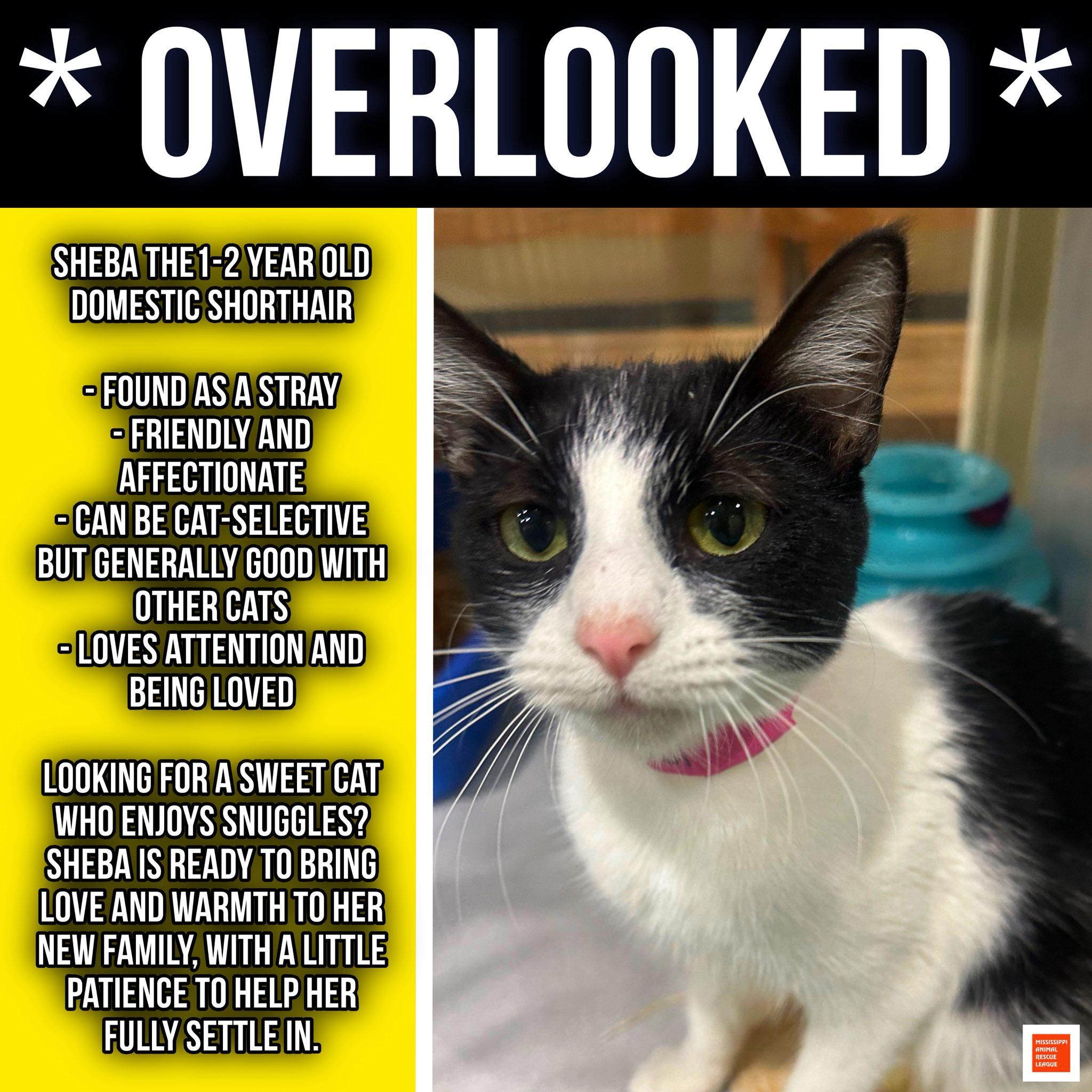 Sheba, ADOPTABLE, Young Female Domestic Short Hair.