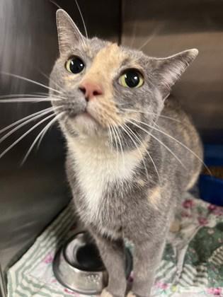 Sophie, Adoptable, Adult Female Domestic Short Hair & Domestic Short Hair.