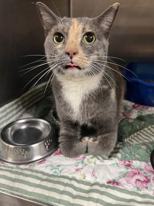 Sophie, a Adoptable mixed breed in Fairhope, AL image 2/2