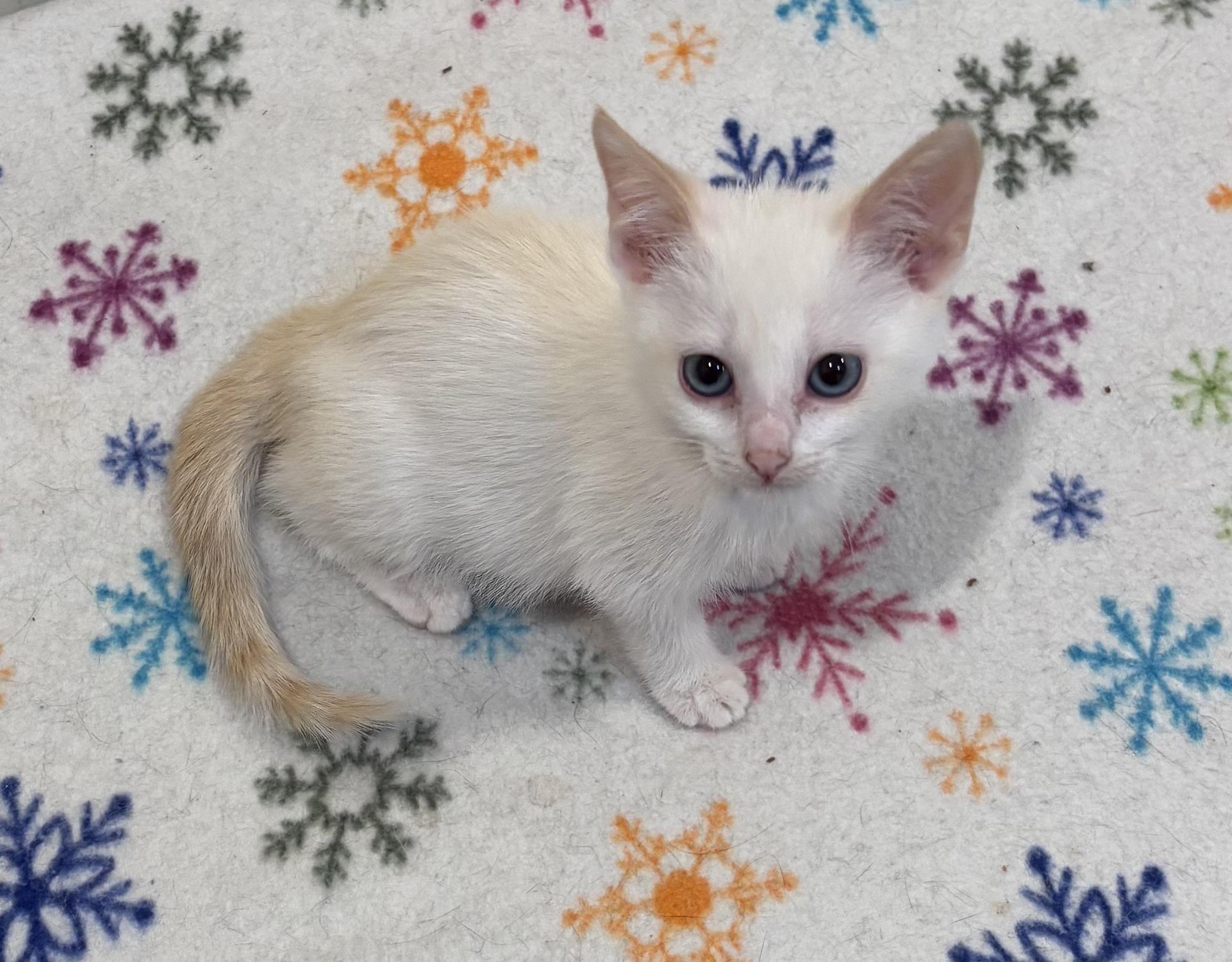Gretel, a ADOPTABLE mixed breed in Bensalem, PA image 5/6