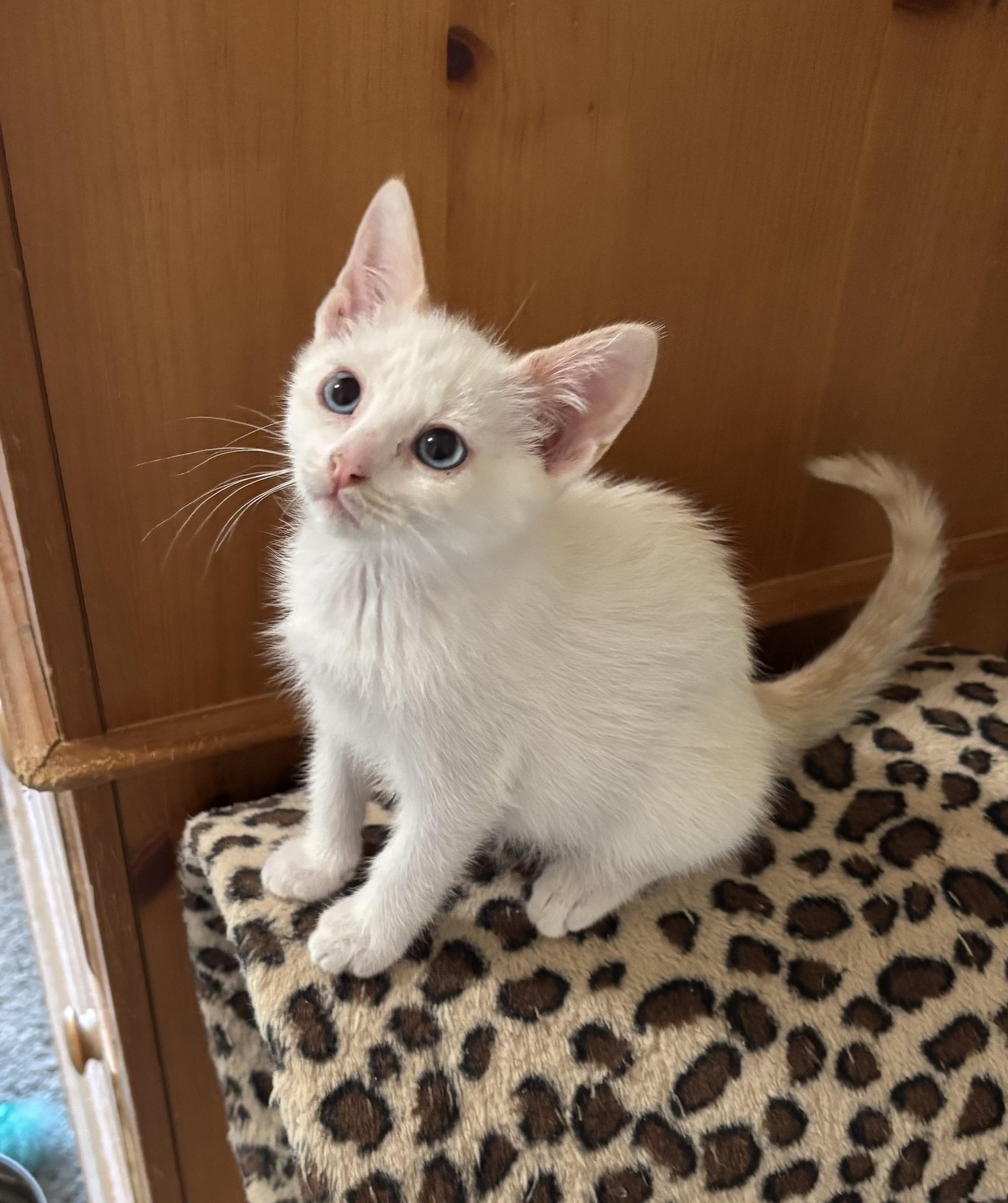 Gretel, ADOPTABLE, Kitten Female Siamese.
