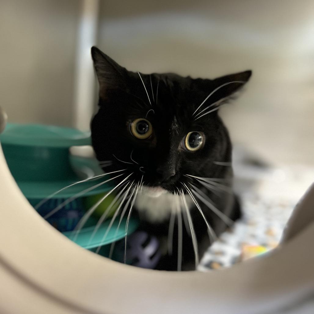 Enlarge Dundee, a Adoptable Domestic Short Hair in Waukesha, WI image 2/3