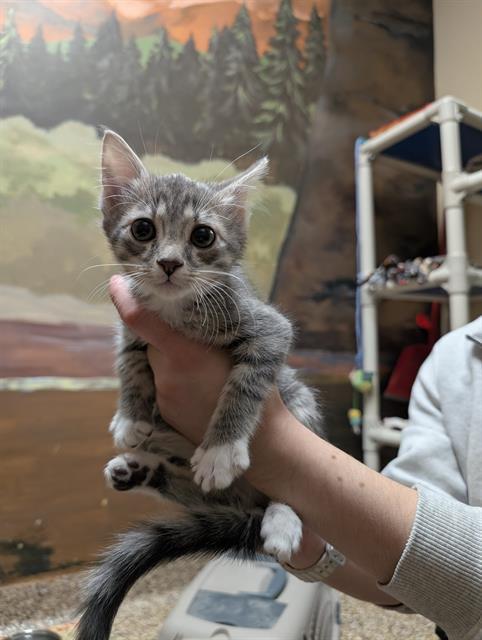 TITAN, Adoptable, Kitten Male Domestic Short Hair.