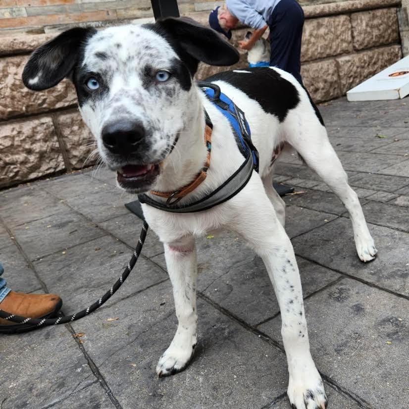 Jackson, Adoptable, Young Male Pit Bull Terrier & Husky.