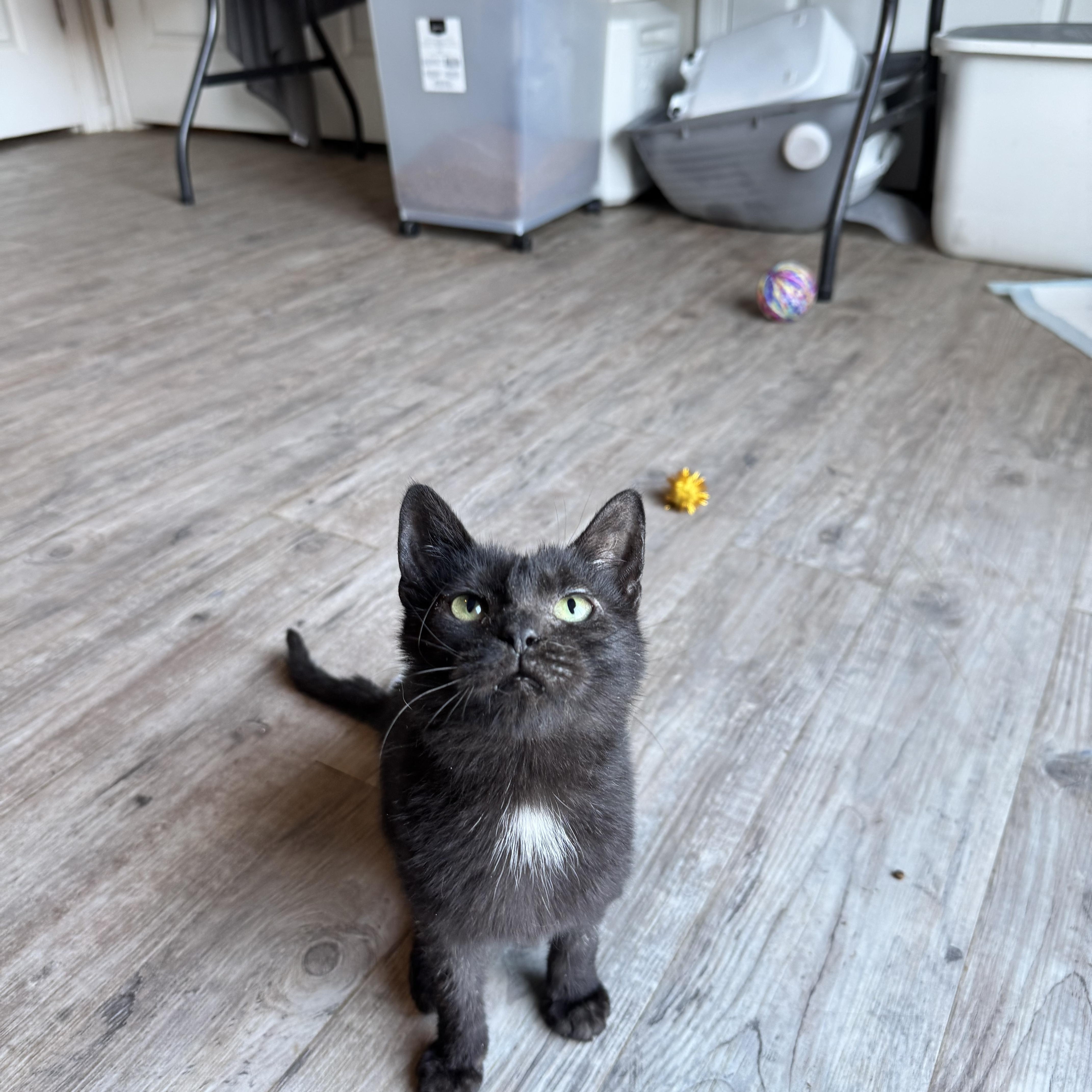 Derma, a Adoptable Domestic Short Hair in Gerrardstown, WV image 3/6