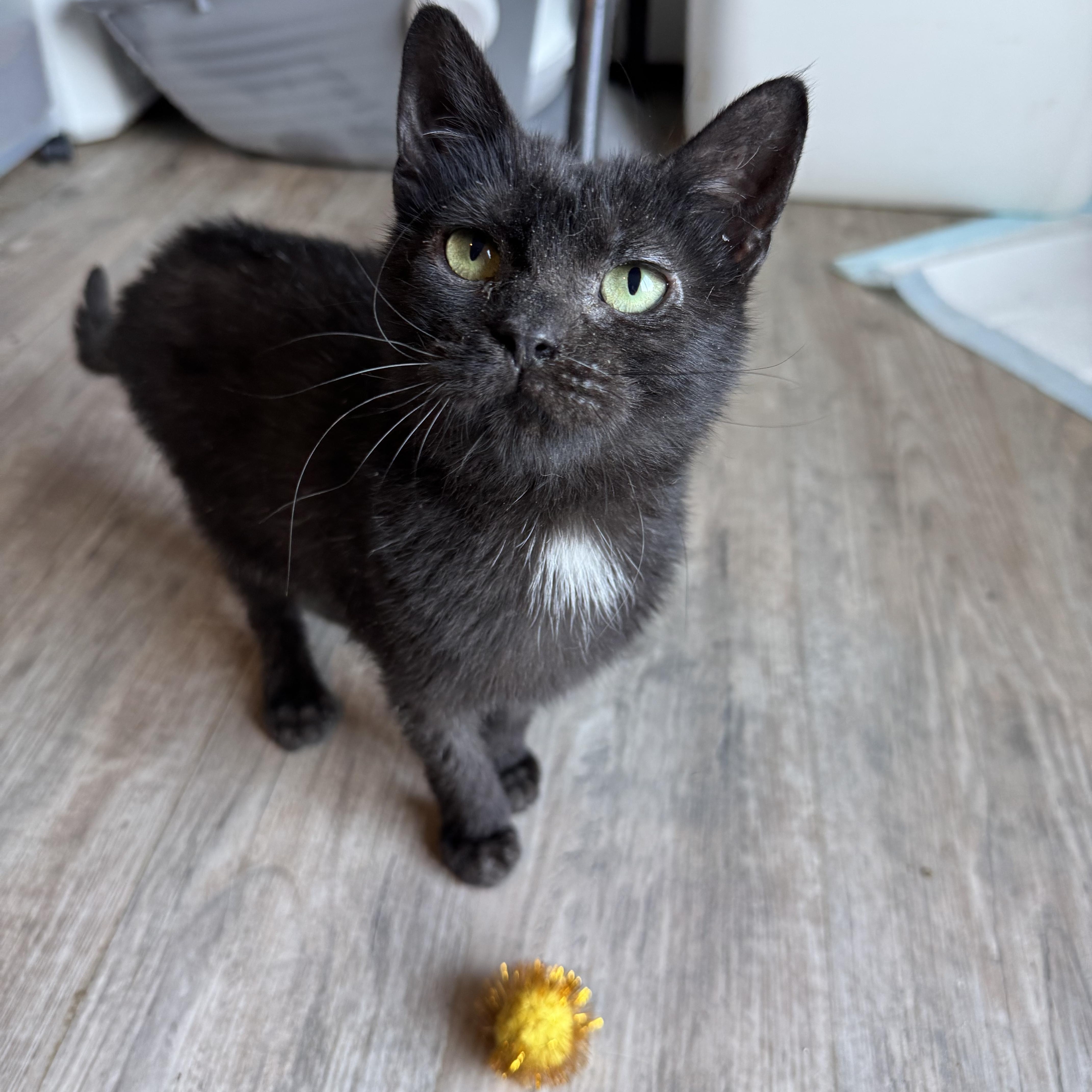 Derma, a Adoptable Domestic Short Hair in Gerrardstown, WV image 1/6