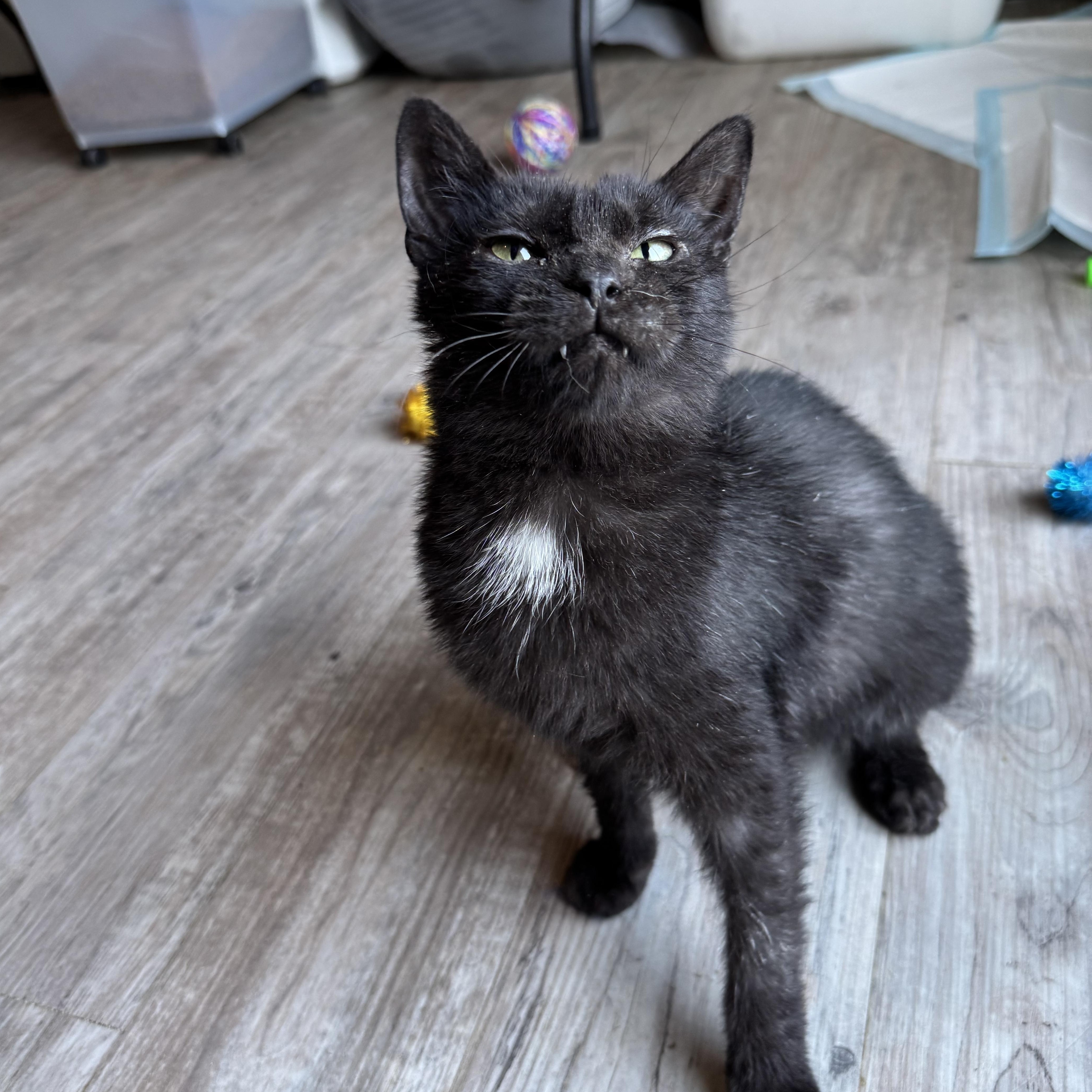 Derma, a Adoptable Domestic Short Hair in Gerrardstown, WV image 2/6