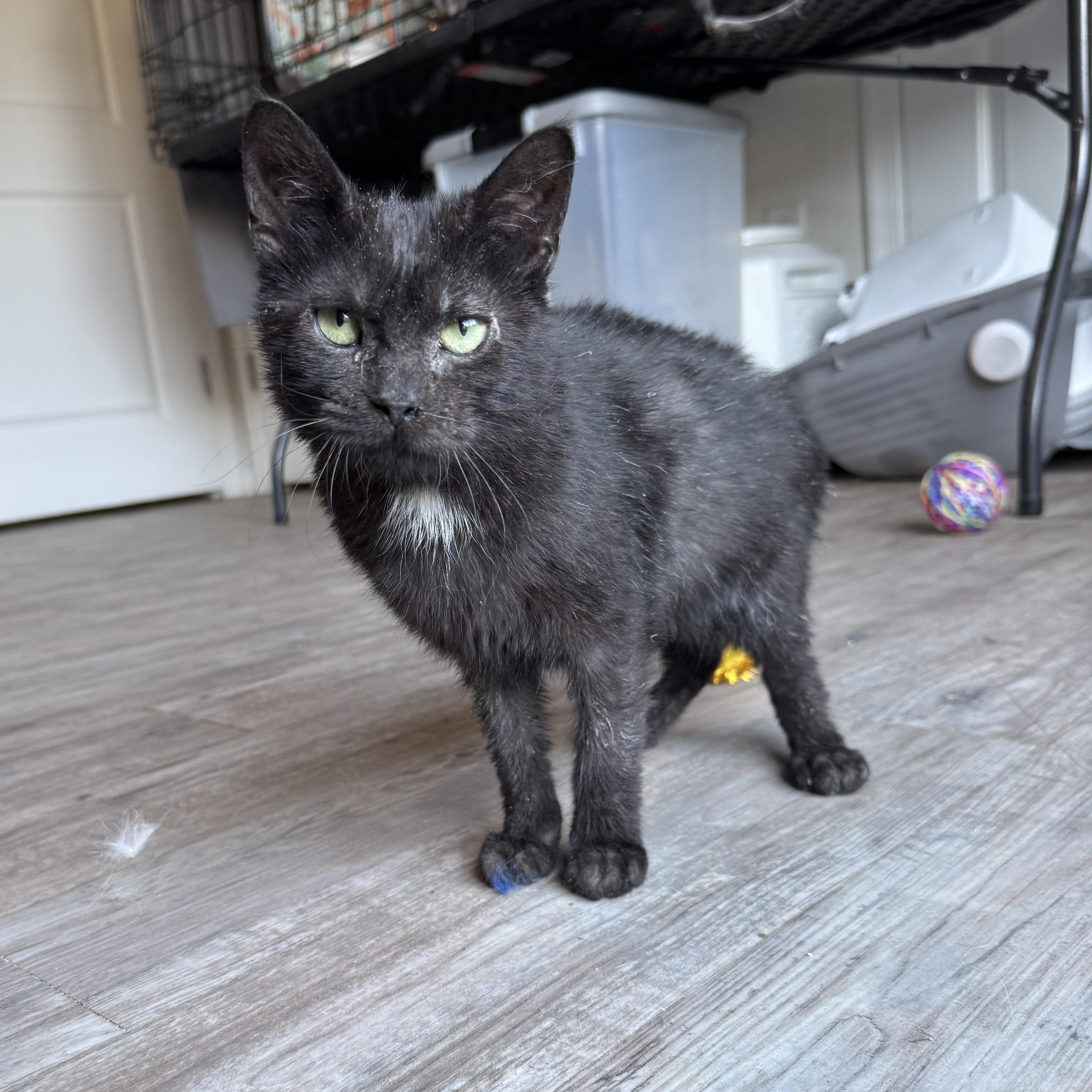 Derma, a Adoptable Domestic Short Hair in Gerrardstown, WV image 4/6