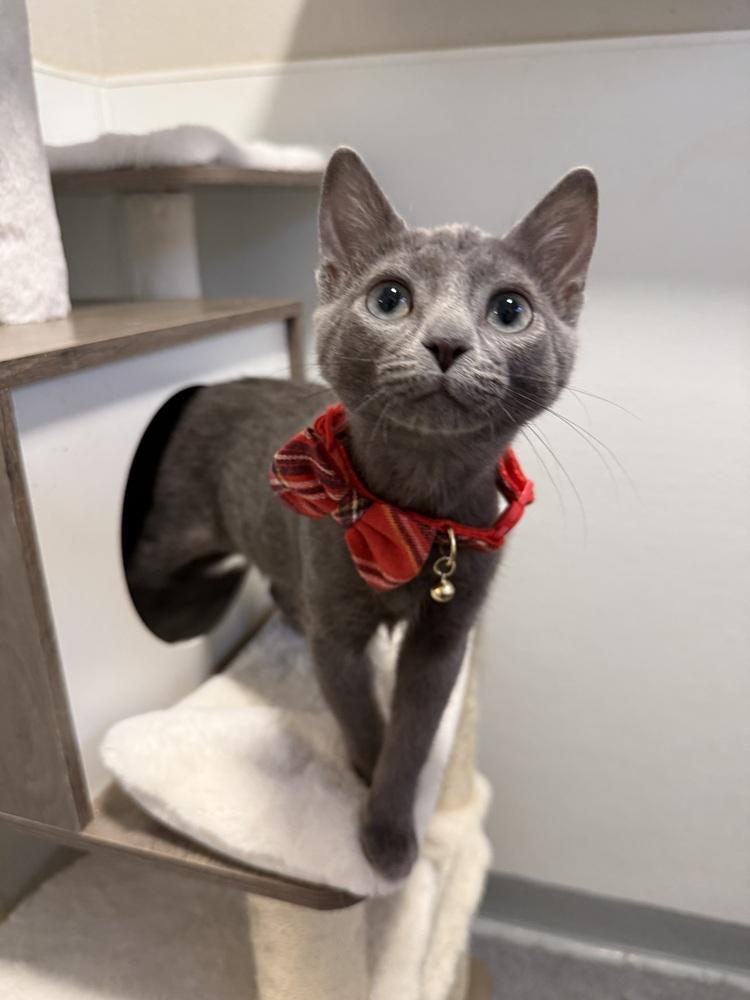 Smokey3, Adoptable, Kitten Female Domestic Short Hair.