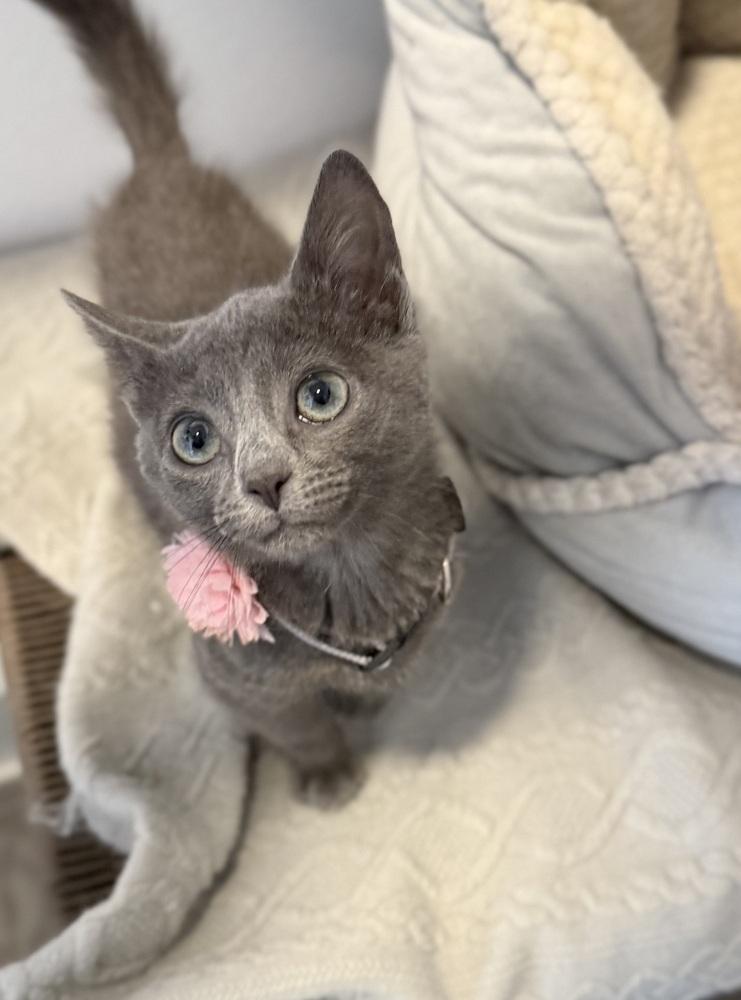 Enlarge Smokey3, a Adoptable mixed breed in Littleton, CO image 2/3