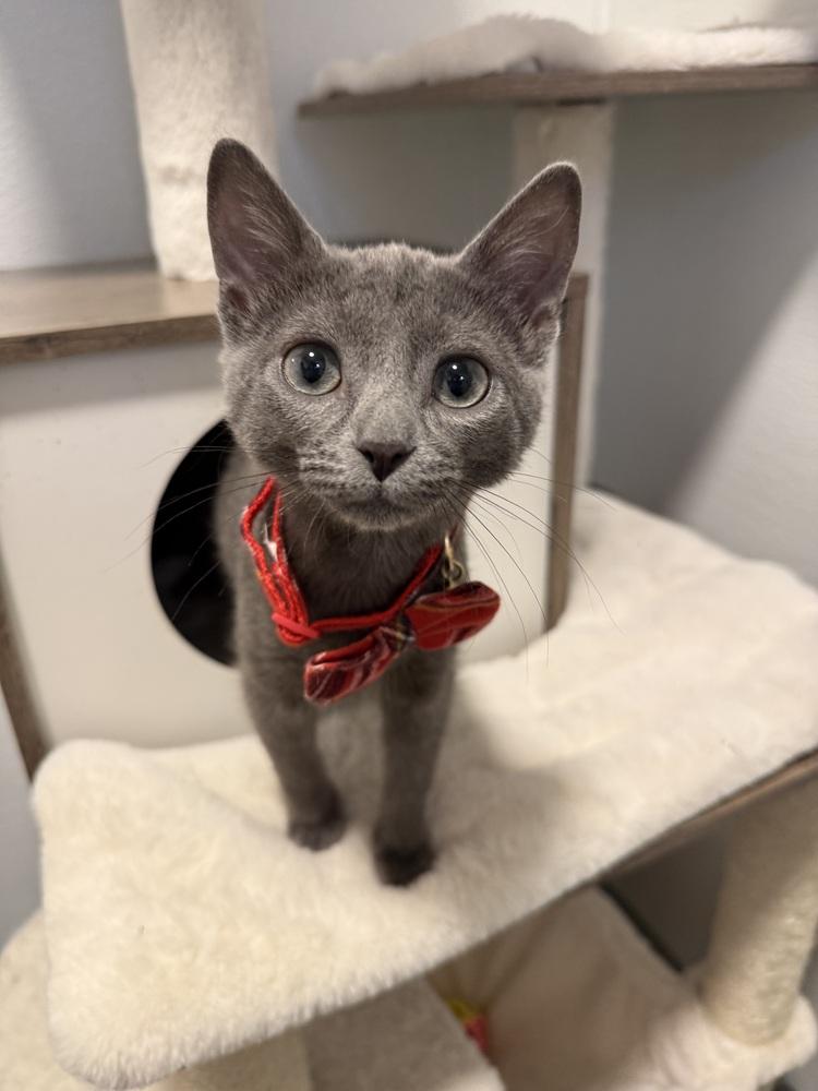 Enlarge Smokey3, a Adoptable mixed breed in Littleton, CO image 3/3