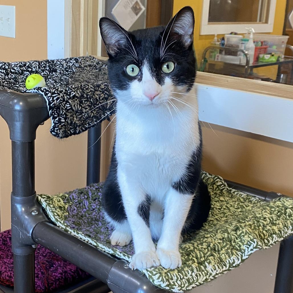 Pong, Adoptable, Adult Male Domestic Short Hair.