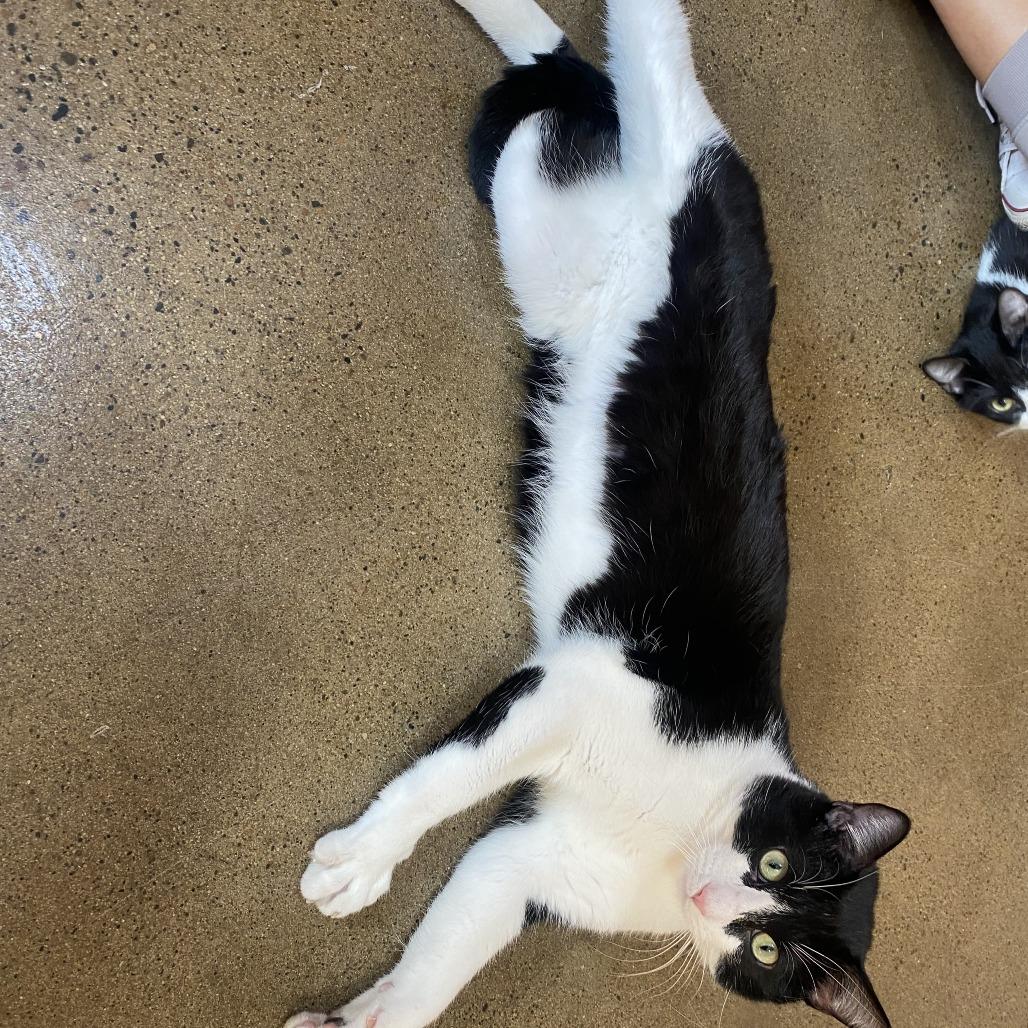 Enlarge Pong, a Adoptable Domestic Short Hair in Wadena, MN image 2/3