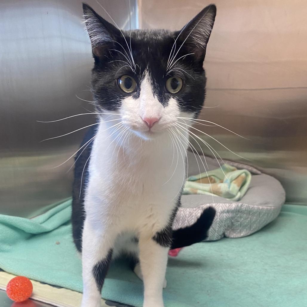 Enlarge Pong, a Adoptable Domestic Short Hair in Wadena, MN image 3/3