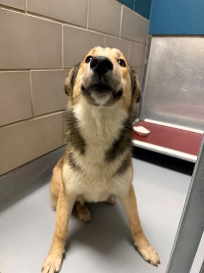 Fauna, Adoptable, Young Female Collie & Mixed Breed.