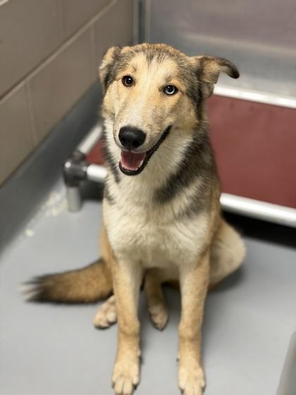 Enlarge Fauna, a Adoptable mixed breed in Irving, TX image 2/2